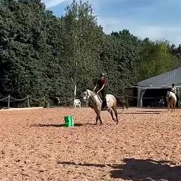 Rearing Horse Arena Photo