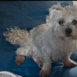 Antes - Cão Anjo no Céu