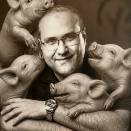 Man with Playful Piglets