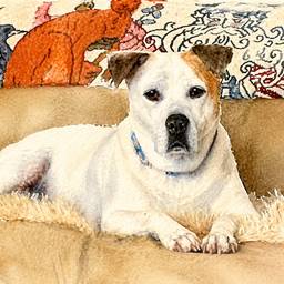 Watercolor Dog Portrait