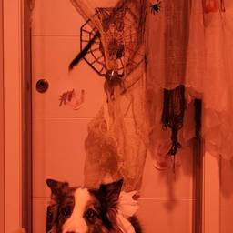 Before - Spooky Halloween Dog Portrait