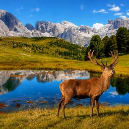 After - Deer by Alpine Lake