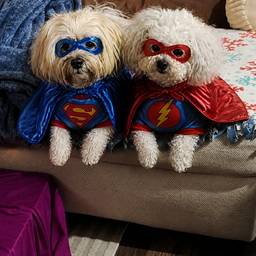 After - Superhero Pet Duo