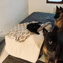 Reposition Dog in Photo