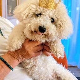 Crowned Dog Birthday