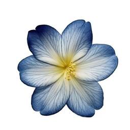 Vorher - Freisteller: Blaue Blume