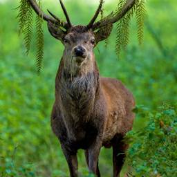 Stag with Bracken Antlers