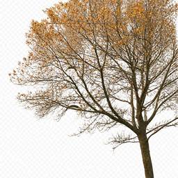 Isolated Autumn Tree Cutout