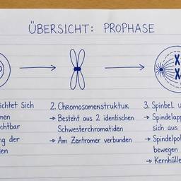 After - Student Handwriting Biology Notes