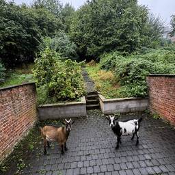 Nachher - Zwergziegen im Hof