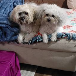 Before - Superhero Pet Duo