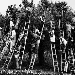 Après - Verger Historique Prêt à Imprimer