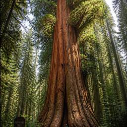 Towering Giant Redwood