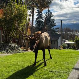 Before - Dracula Elk Costume