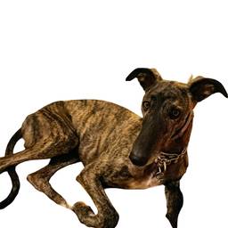 Dog Background Removal