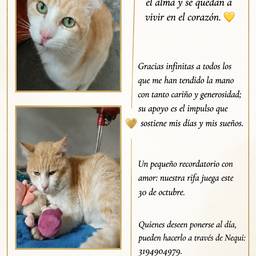 Cat Fundraiser Poster Edit