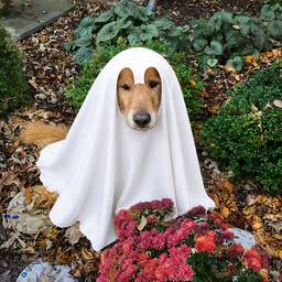Dog in Ghost Costume