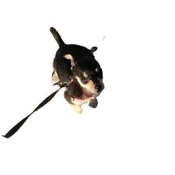 Dog Background Removal