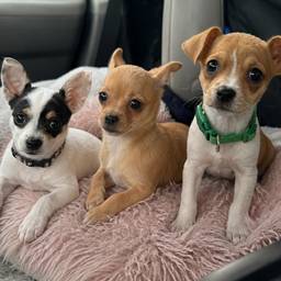 Puppy Trio, One Photo