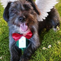 Después - Foto de Perro con Alas de Ángel