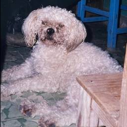 Before - Fluffy Poodle Studio Portrait