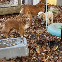 Dogs in Autumn Leaves