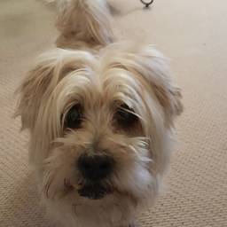 Avant - Couronne sur Photo de Chien