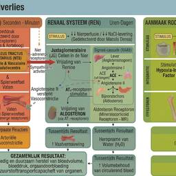 Before - Fix Text in Medical Diagram