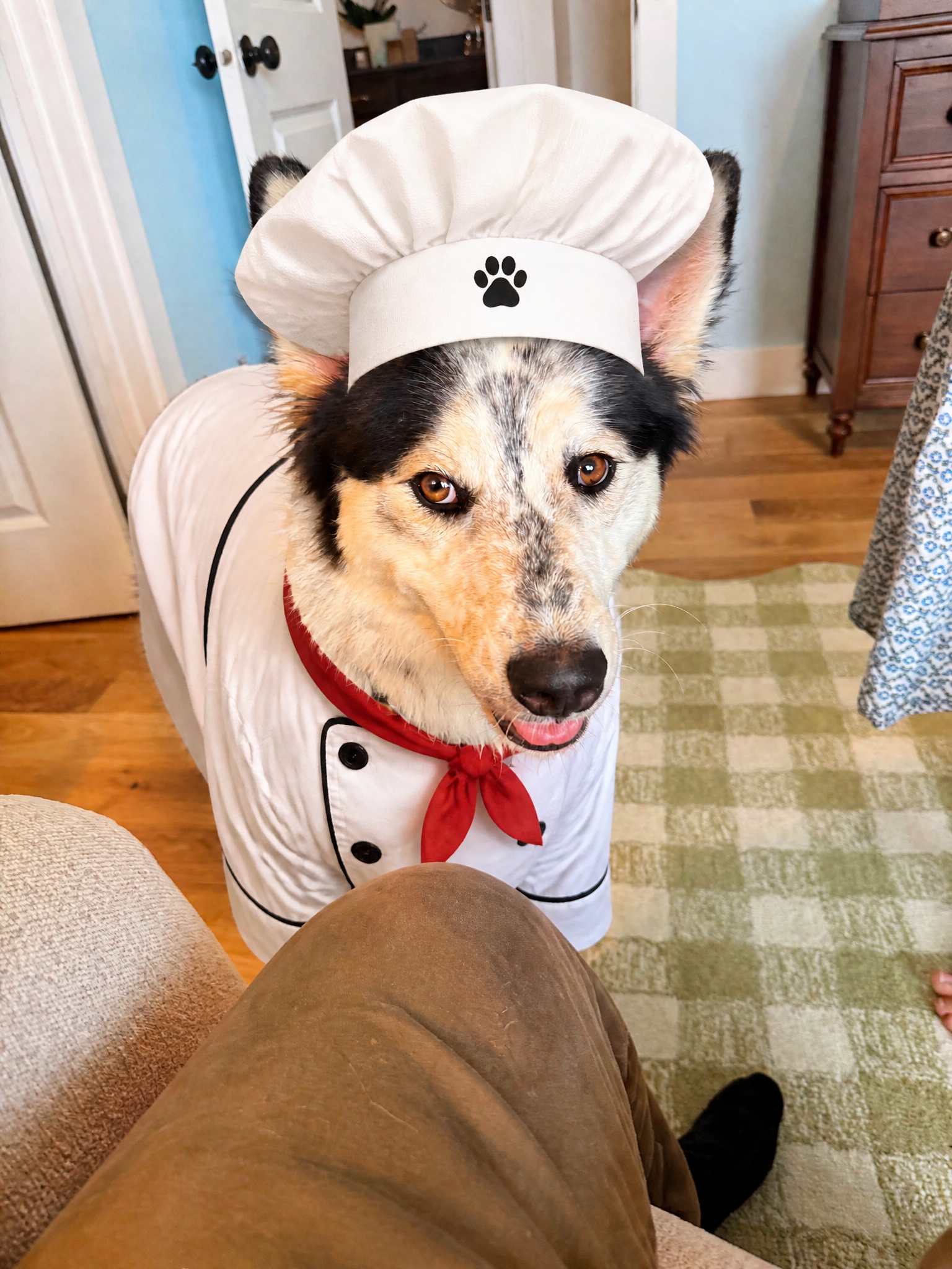 Dog Chef Costume | ImageGPT