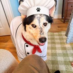 Dog Chef Costume