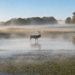 Después - Paisaje de Ciervo en la Niebla