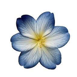 Nachher - Freisteller: Blaue Blume