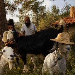 Whimsical Farm Scene Merge