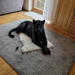 Panther on Living Room Rug