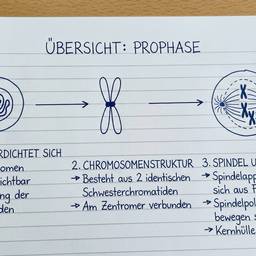 Before - Student Handwriting Biology Notes