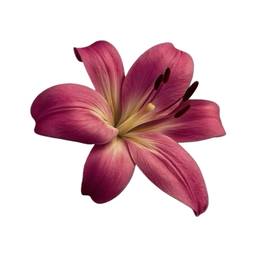 Flower Background Removal