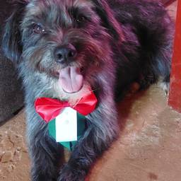 Antes - Foto de Perro con Alas de Ángel