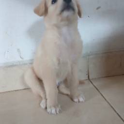 Avant - Transformation de Chiot Princesse
