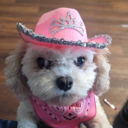 Before - Cowgirl Pup Country Portrait