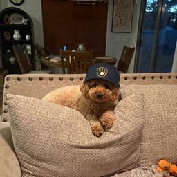 Depois - Cachorro com boné dos Brewers