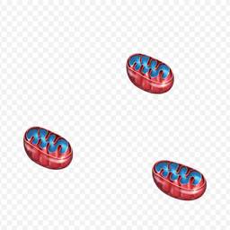 Mitochondria Cutout on Transparent Background