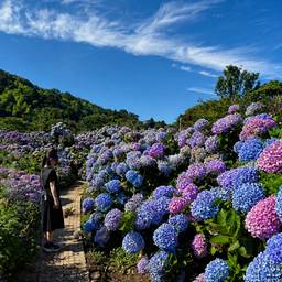 Enhance Flower Blooms