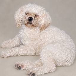 After - Fluffy Poodle Studio Portrait
