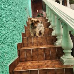 Avant - Portrait de Chien en Peinture à l'Huile