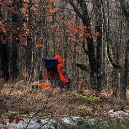 Moose in the Distance