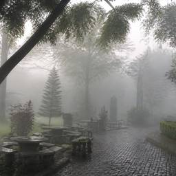 Misty School Garden
