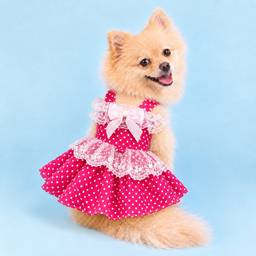 After - Dog Dress Photo Edit