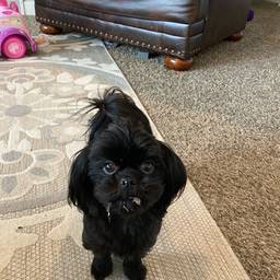 Antes - Cachorro com chapéu de bruxa