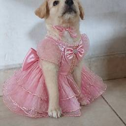 Après - Transformation de Chiot Princesse