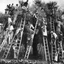 Avant - Verger Historique Prêt à Imprimer
